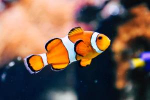 法甲法乙联赛，法国足球的瑰宝与挑战法甲法乙联赛